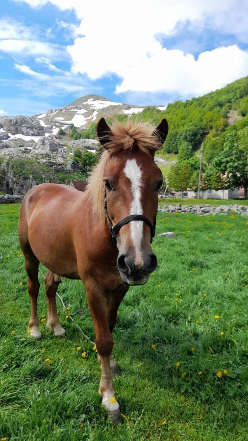 Katun Mokra Accommodation & Horseback Riding Podgoriçe Dış mekan fotoğraf